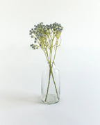 Clear glass vase with dried flowers on a white background